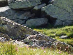 Marmot
