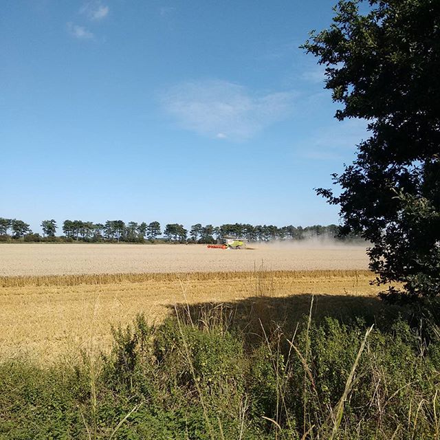 11917890_1645657829045379_37842359_n